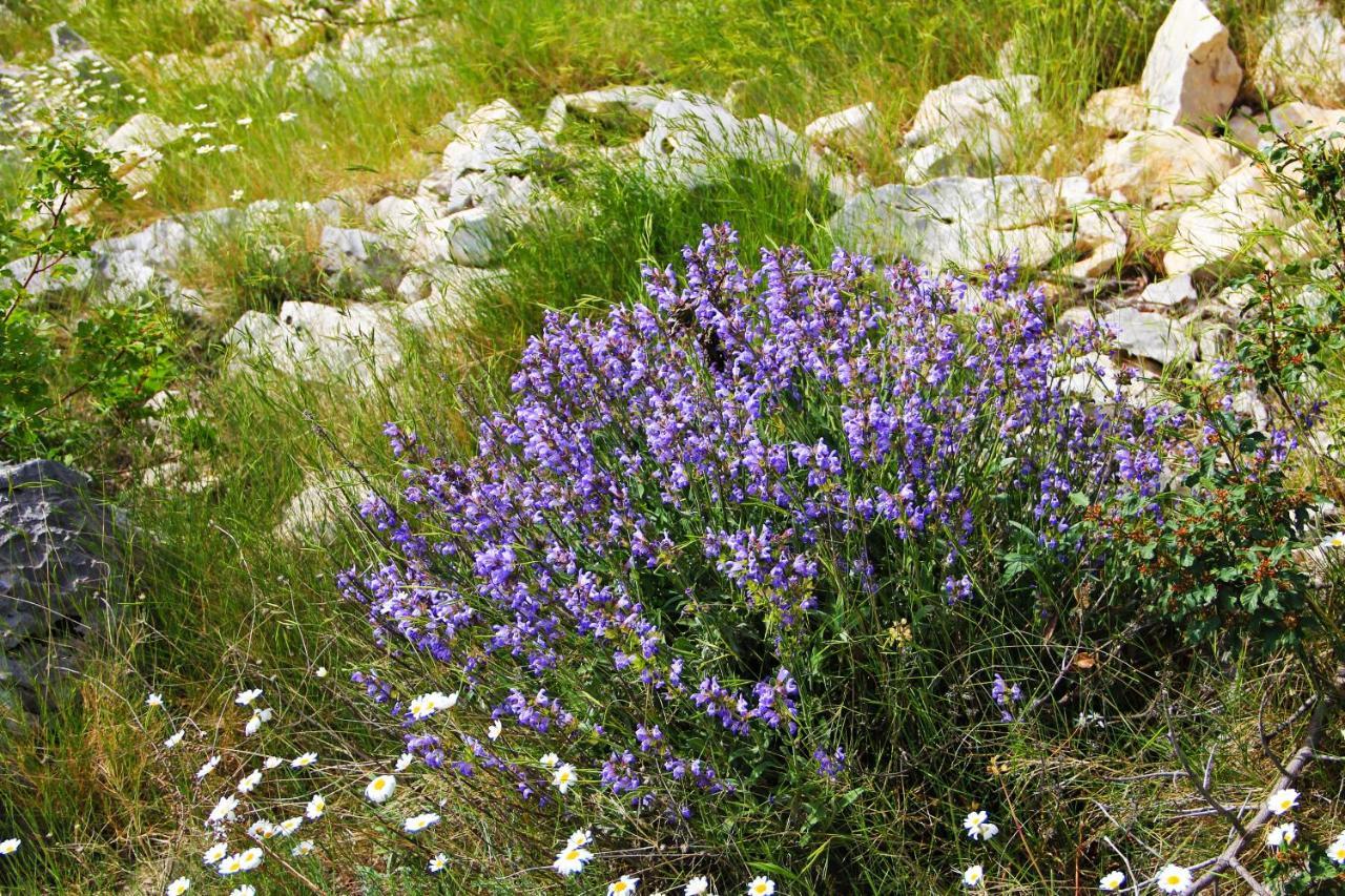 Villa Zlatno Sunce In The Hills Near Trogir Vrsine Zewnętrze zdjęcie
